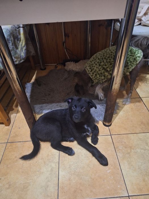 Малышка Мира ищет любящих хозяев.