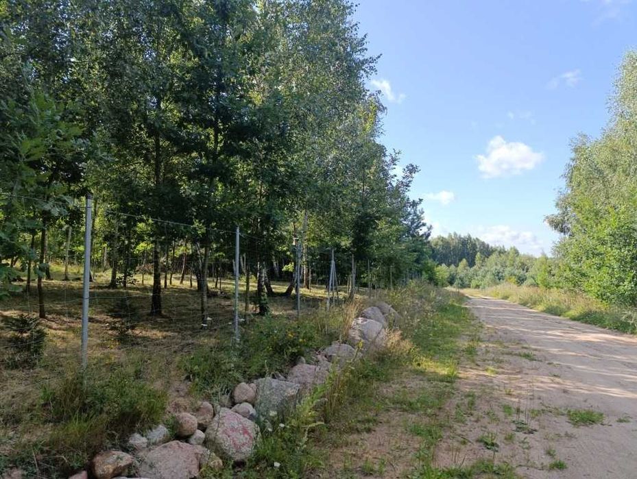 Zdjęcie 6