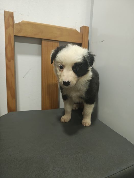 Border collie fêmea pura