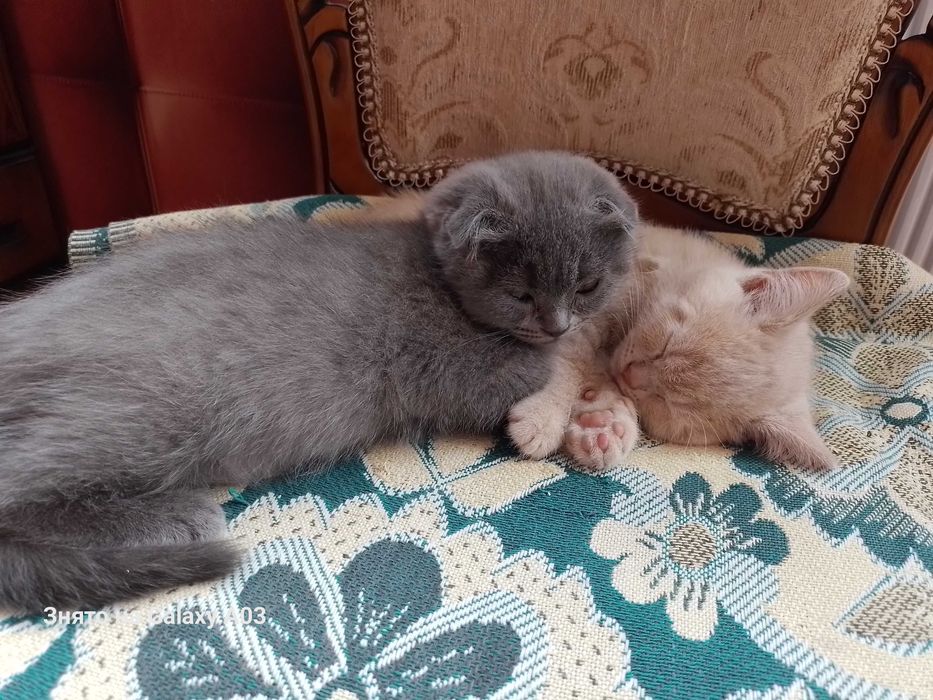 Кошенята хлопчики веслоухие и прямоухие