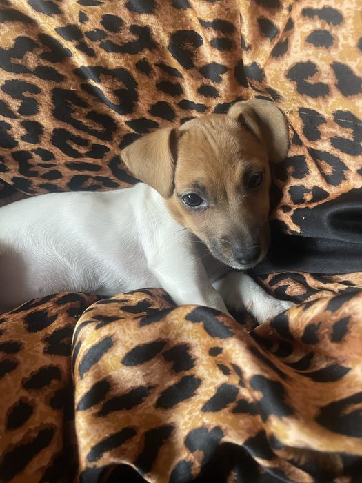 Продається чудова дівчинка