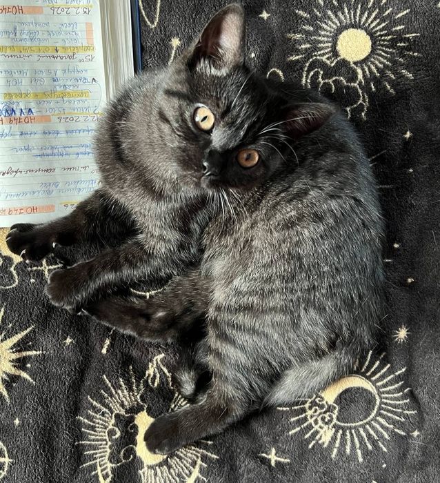 Кошенята шотландські (скотіш-страйт)