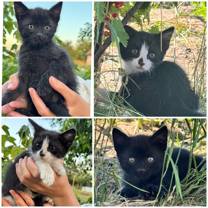 Кошеня, Кошенята шукають  люблючу родину.