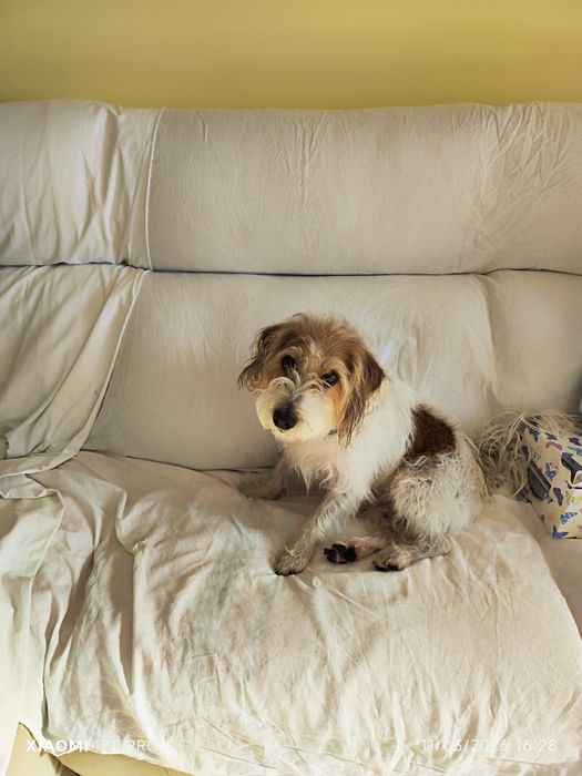 Cãozinho activo para adopção responsável