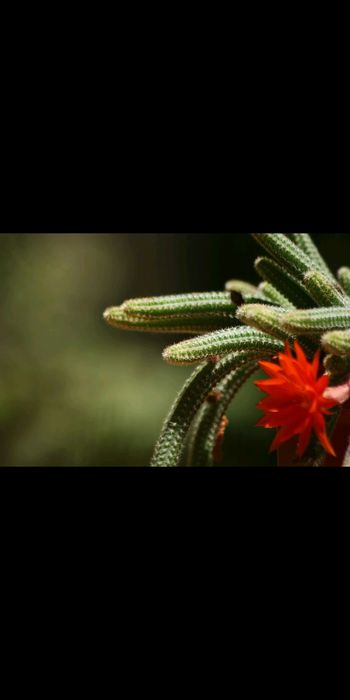 Хамецереус, вазонок.