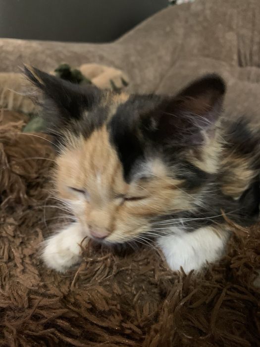 Потрібна допомога, на утриманні 17 котів та 3собаки. Прошу допомоги