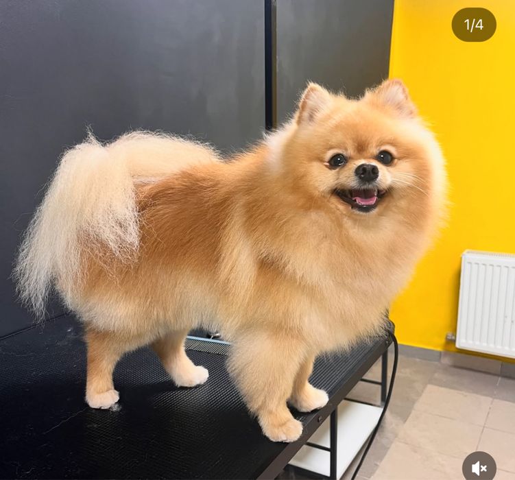 Послуги грумера.