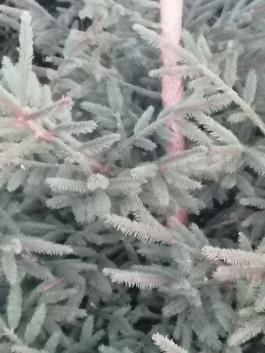 Gałązki świerku..