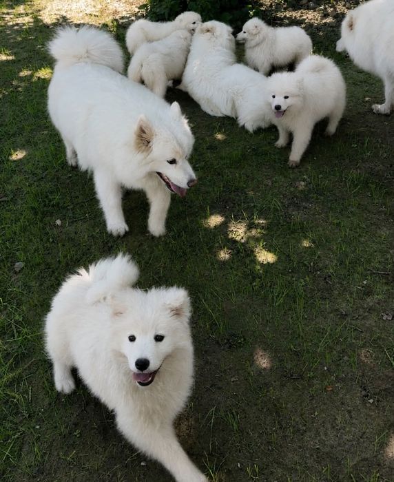 Suczka Samoyed Samojed Zapraszamy