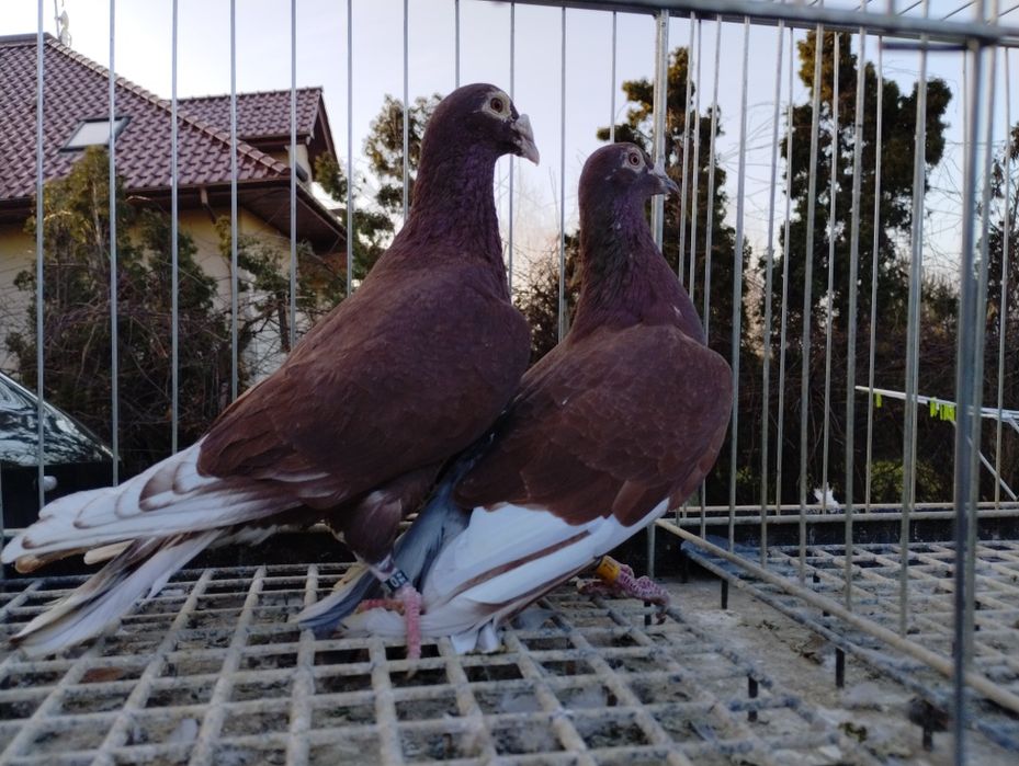Sprzedam gołębie krwiste czerwone