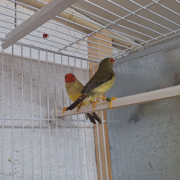 Casal diamante estrela
