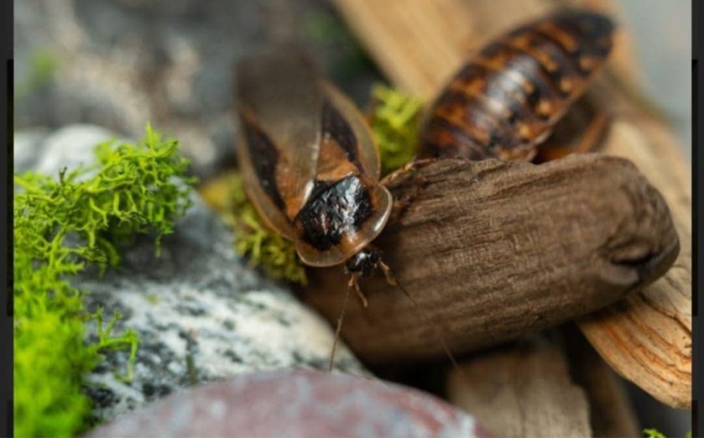 Karaczan argentyński dubia