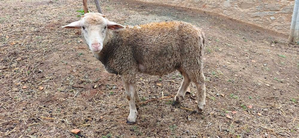 Vendo borrego cruzado