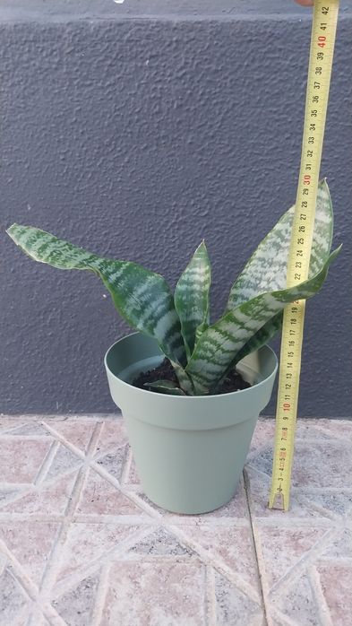 Vendo vaso espada de Sao Jorge