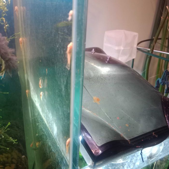 Sprzedam młode glonojady