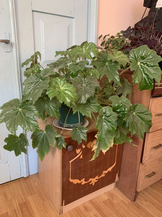 Бегонія кленоподібні листочки