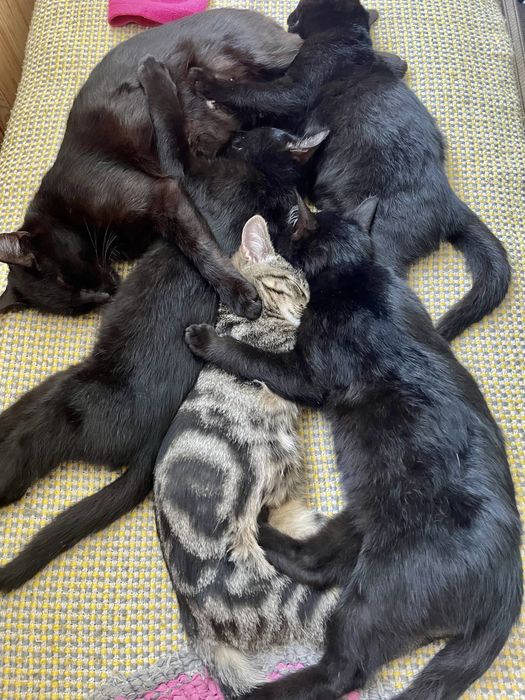 Віддам в добрі руки