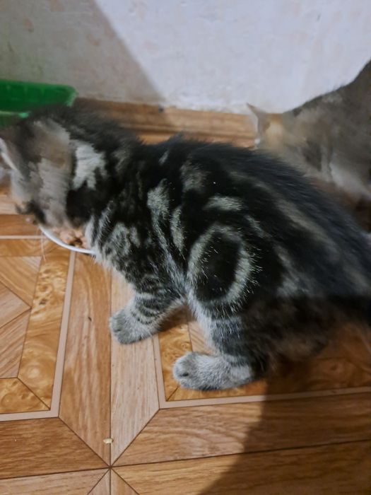 Відаю котика і кицю