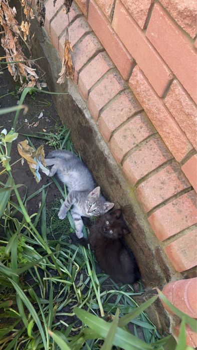 Кошенята в добрі руки