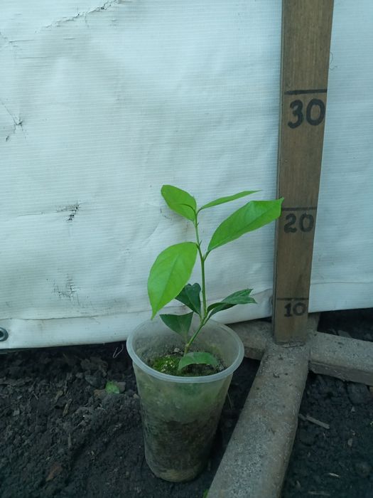 Лимони різні сорти