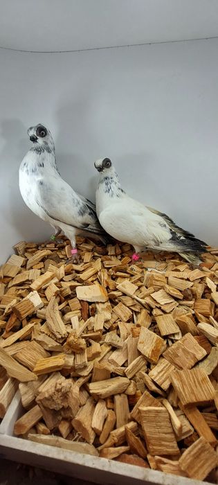 Szek, szeki. Krotkodzioby polski