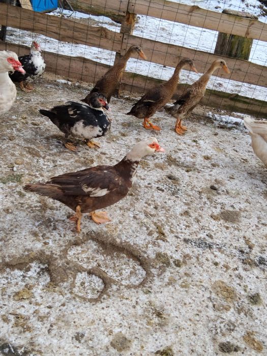 Kaczki francuskie samiczki