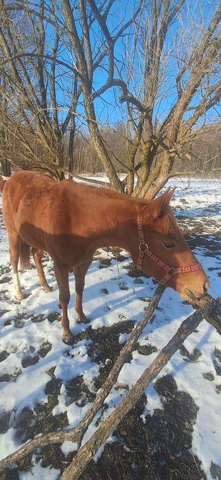 Klaczka AQH półtoraroczna kasztan