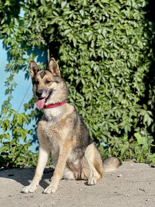 Лали ищет семью