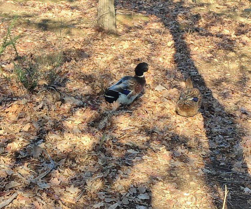 Perus e galinhas de Angola