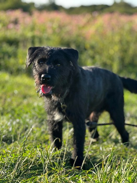 Terrierkowaty piesek Harry do adopcji