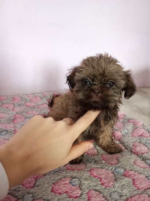 Malutka Shih tzu Gaga/domowa hodowla
