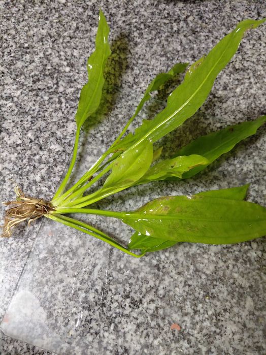 Planta echinodorus para aquário