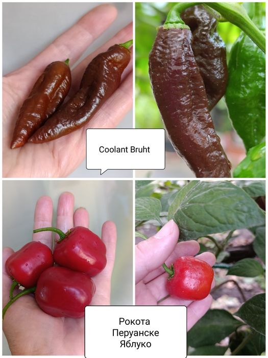 Перец Рокота, Хабанеро, Тай Дракон, гострий