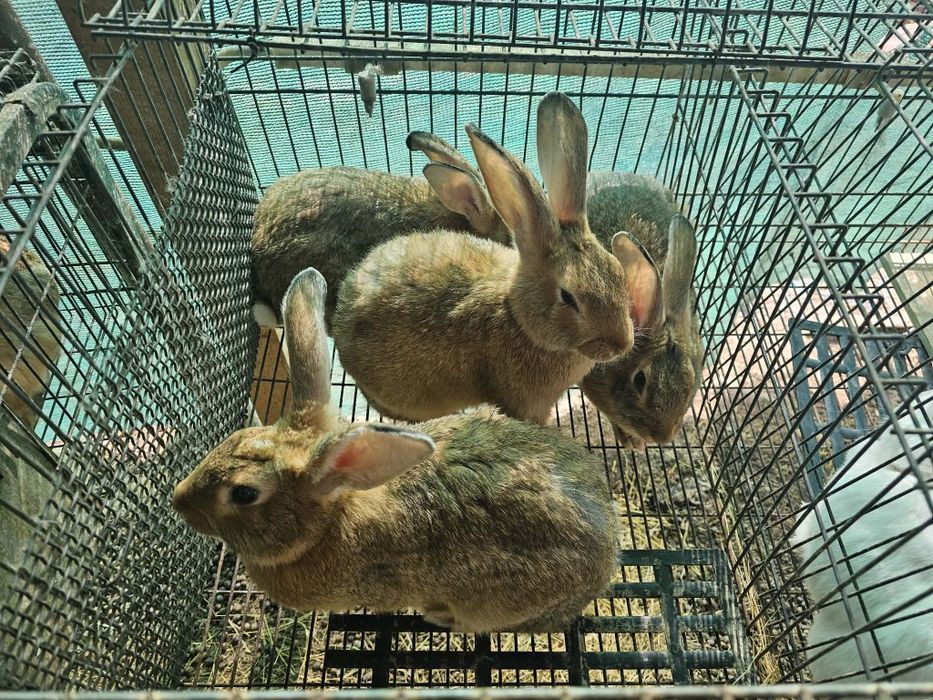 Coelhos caseiros em chaves