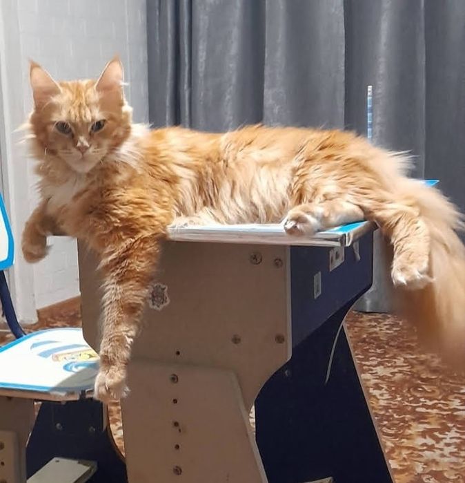 Мейн кун,  кішка