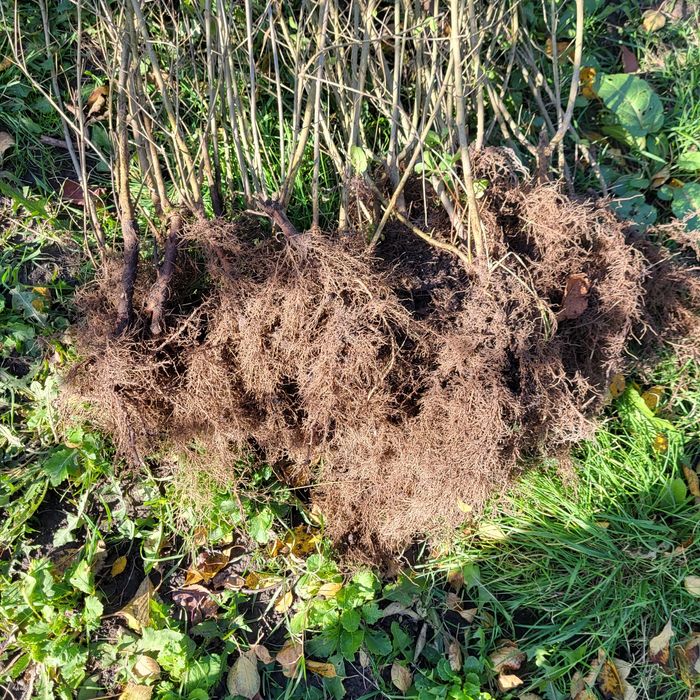 Бірючина живопліт