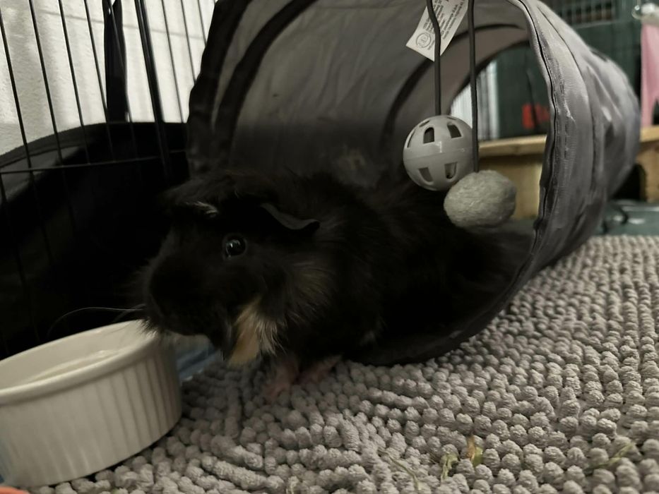 Świnka morska oddam za darmo