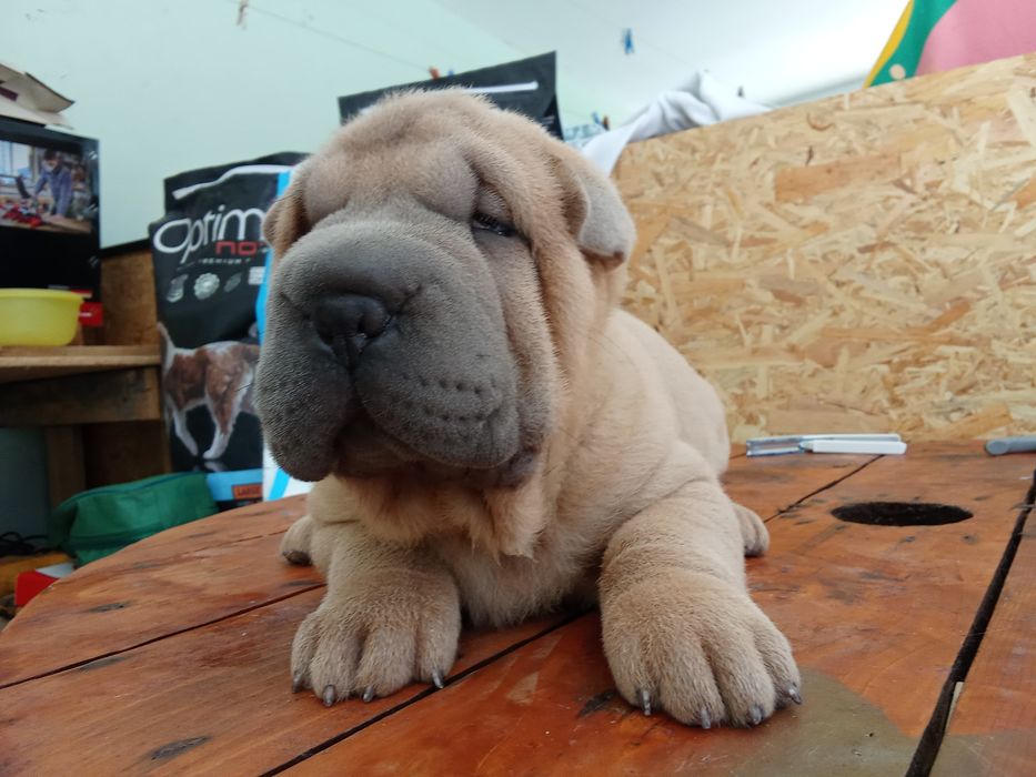 Sharpei puro creme   disponível para entrega