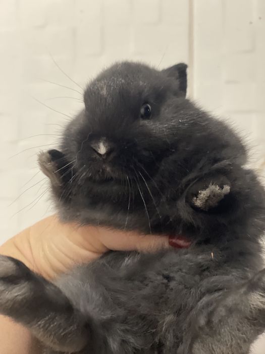 Міні кролик  , декоративний кролик