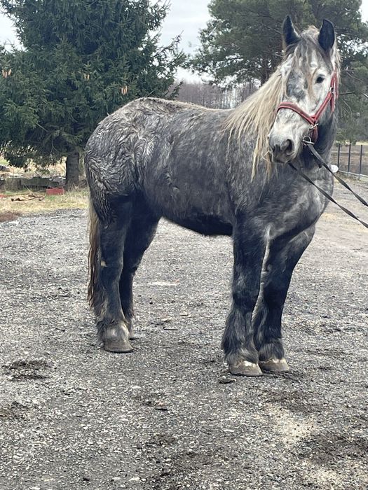 Witam sprzedam klacze