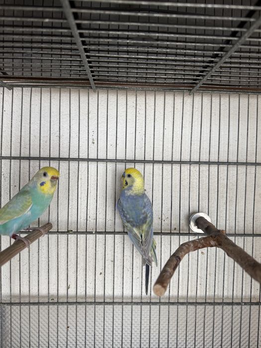 Casal de periquitos Arco Iris