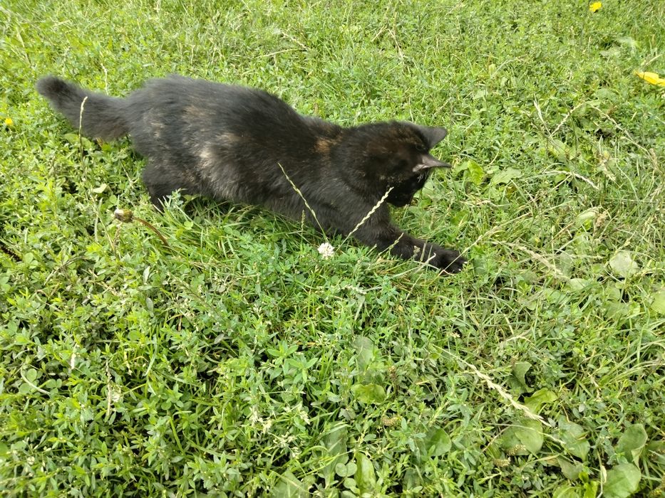 Віддам котиків в добрі руки.