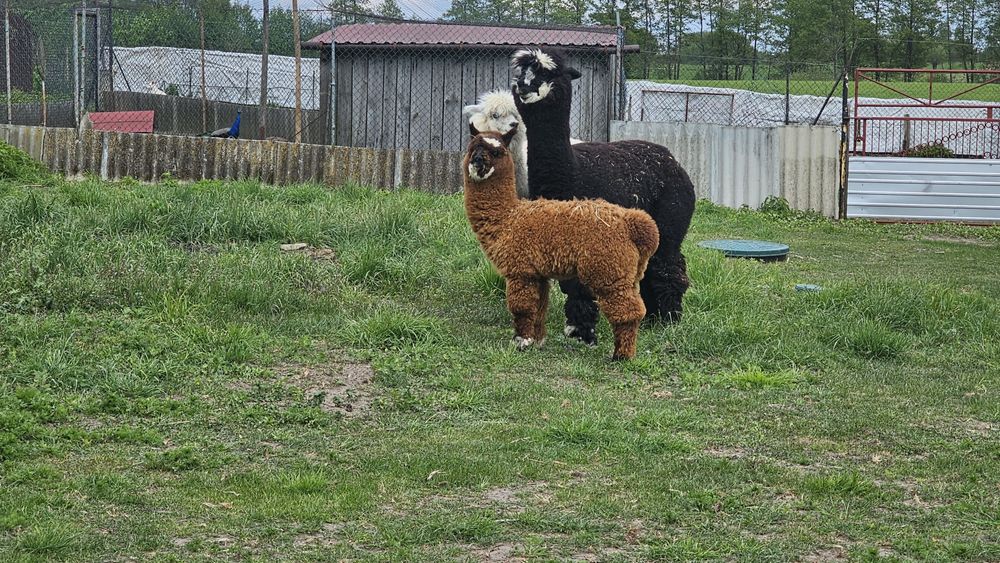 Sprzedam młodego samca alpaki