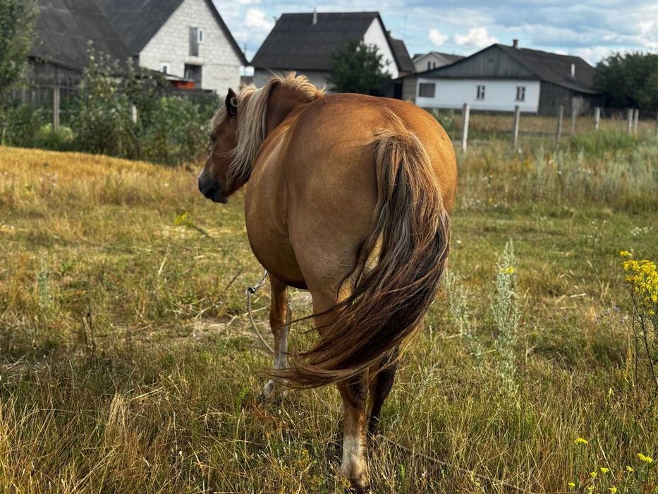 Продам робочого коня