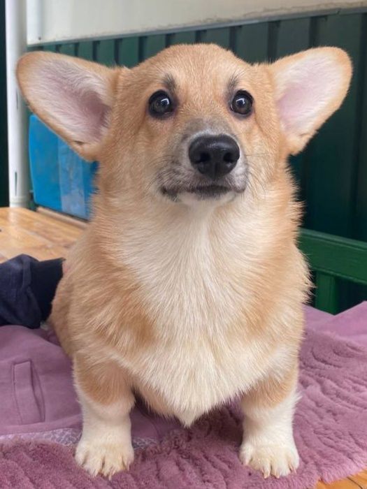 Вельш коргі пемброк КСУ