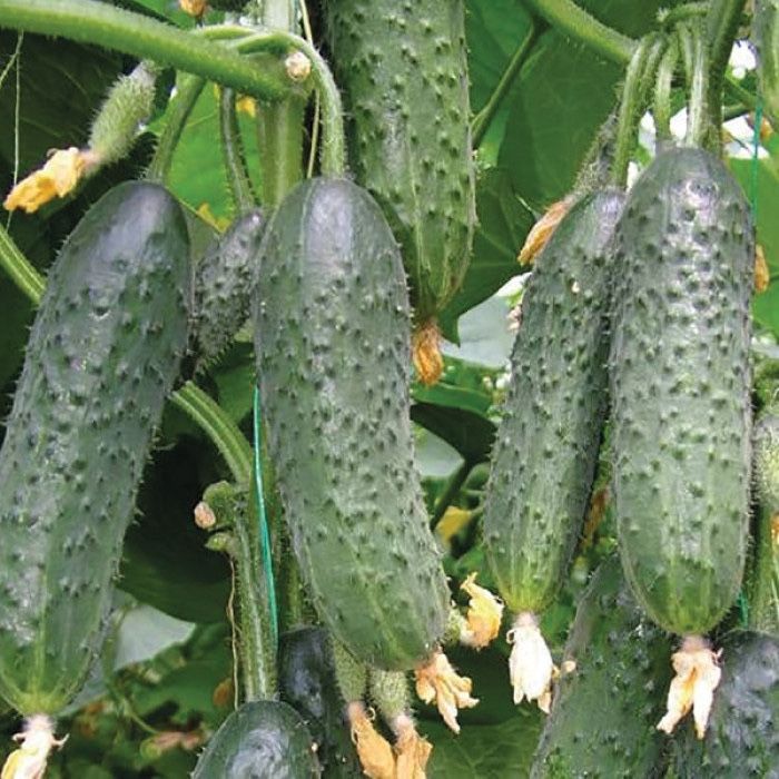 Насіння огірка ЛЮТОЯР F1 LUTOYAR F1  Семена огуреца