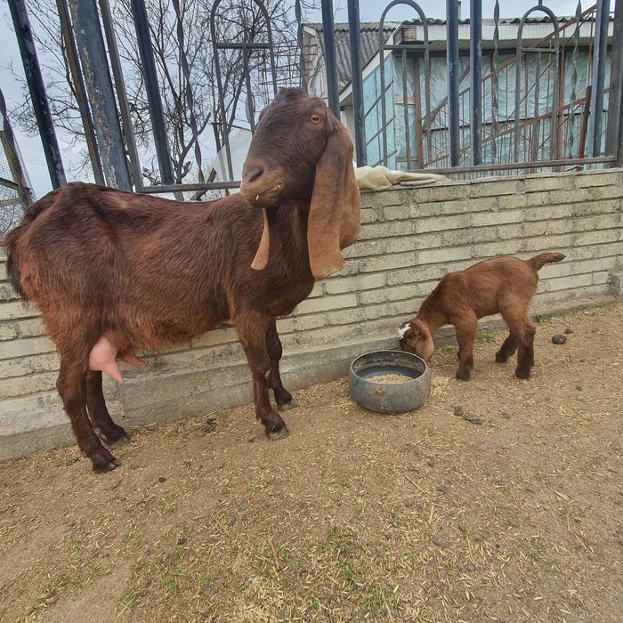 Котная Коза нубо камори %