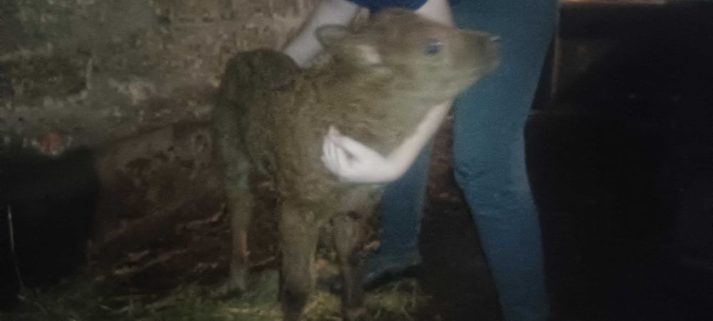 Продам теля бичок