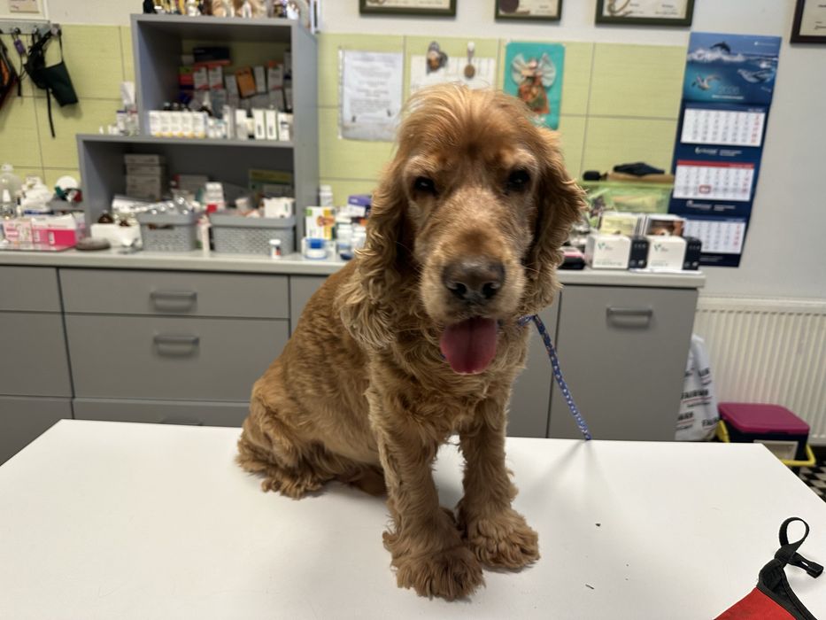Coker Spaniel znaleziony w Łowęcicach gmina Miękinia