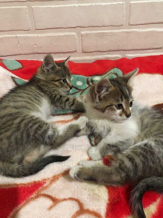 Кошенята в добрі руки